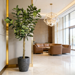 Fiddle Leaf Fig Tree,Fiddle Leaf Fig Tree