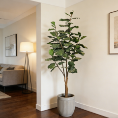 Fiddle Leaf Fig Tree,Fiddle Leaf Fig Tree