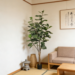 Fiddle Leaf Fig Tree,Fiddle Leaf Fig Tree