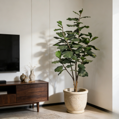 Fiddle Leaf Fig Tree,Fiddle Leaf Fig Tree