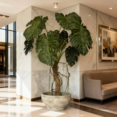 270CM Big Size Monstera Tree in Cement Pot,270CM Big Size Monstera Tree in Cement Pot