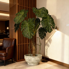 270CM Big Size Monstera Tree in Cement Pot,270CM Big Size Monstera Tree in Cement Pot