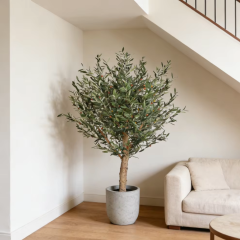 45CM-170CM Olive Trees with Natural Trunks,45CM-170CM Olive Trees with Natural Trunks