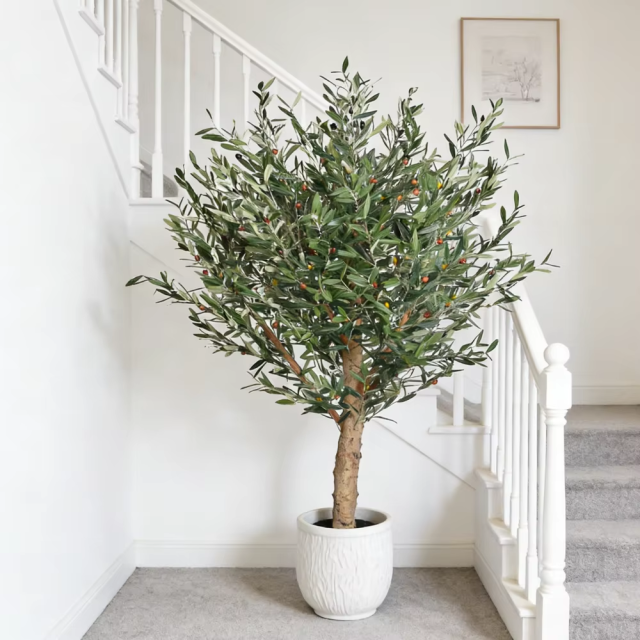 45CM-170CM Olive Trees with Natural Trunks,45CM-170CM Olive Trees with Natural Trunks