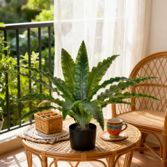 Potted Bird's Nest Fern Plants,Potted Bird's Nest Fern Plants