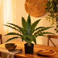 Potted Bird's Nest Fern Plants,Potted Bird's Nest Fern Plants