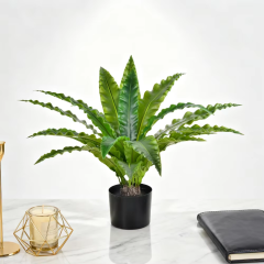 Potted Bird's Nest Fern Plants,Potted Bird's Nest Fern Plants