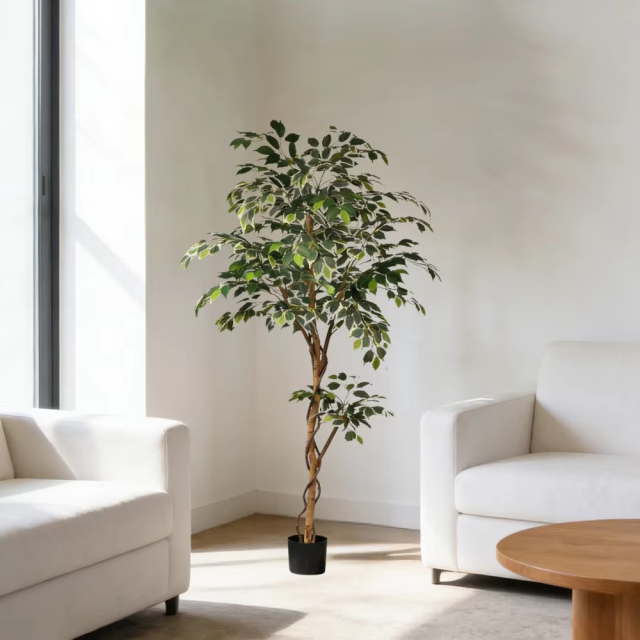 180CM Ficus Trees with Natural Trunks,180CM Ficus Trees with Natural Trunks