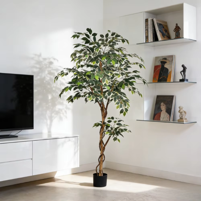 180CM Ficus Trees with Natural Trunks,180CM Ficus Trees with Natural Trunks