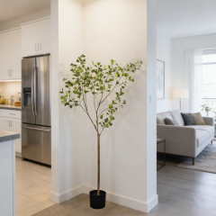 160CM Variegated Ficus Tree,160CM Variegated Ficus Tree