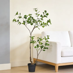 90CM 120CM Ficus Trees,90CM 120CM Ficus Trees
