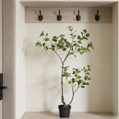 90CM 120CM Ficus Trees,90CM 120CM Ficus Trees