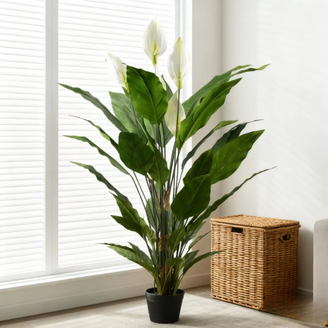 55CM 92CM 127CM Potted Peace Lily Plants,55CM 92CM 127CM Potted Peace Lily Plants