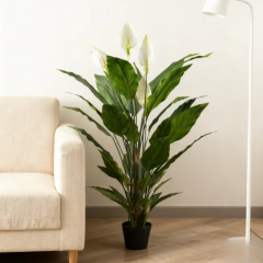 55CM 92CM 127CM Potted Peace Lily Plants,55CM 92CM 127CM Potted Peace Lily Plants