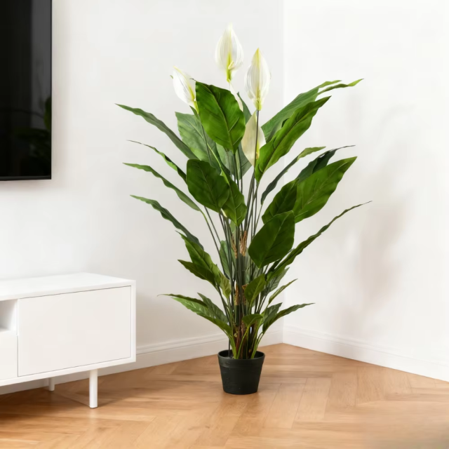 55CM 92CM 127CM Potted Peace Lily Plants,55CM 92CM 127CM Potted Peace Lily Plants