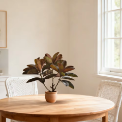 75CM 100CM RUBBER TREE,75CM 100CM RUBBER TREE