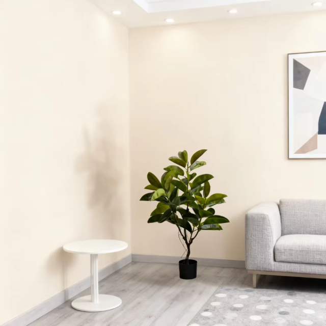 RUBBER TREE,RUBBER TREE