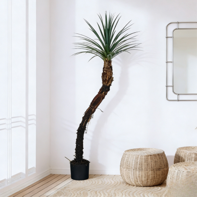 147CM Artificial Potted Yucca Tree,147CM Artificial Potted Yucca Tree