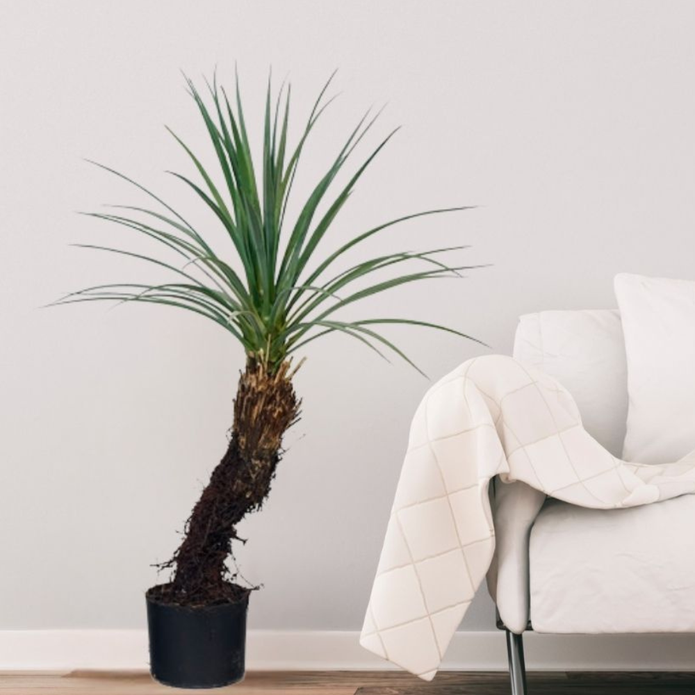 90CM Faux Yucca Potted Tree,90CM Faux Yucca Potted Tree