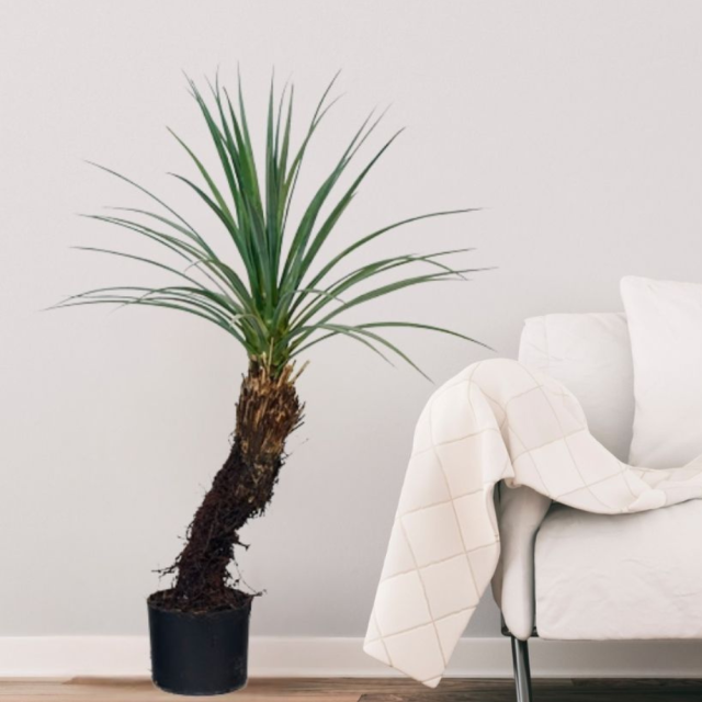 90CM Faux Yucca Potted Tree,90CM Faux Yucca Potted Tree