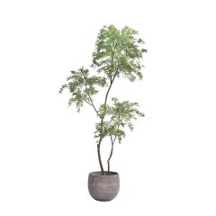 Custom Design 215CM Evergreen Faux Polyscias Potted Tree in Real Wood Trunks,Custom Design 215CM Evergreen Faux Polyscias Potted Tree in Real Wood Trunks