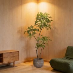 Custom Design 215CM Evergreen Faux Polyscias Potted Tree in Real Wood Trunks,Custom Design 215CM Evergreen Faux Polyscias Potted Tree in Real Wood Trunks