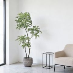 Custom Design 215CM Evergreen Faux Polyscias Potted Tree in Real Wood Trunks,Custom Design 215CM Evergreen Faux Polyscias Potted Tree in Real Wood Trunks