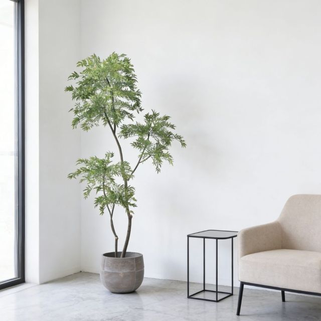 Custom Design 215CM Evergreen Faux Polyscias Potted Tree in Real Wood Trunks,Custom Design 215CM Evergreen Faux Polyscias Potted Tree in Real Wood Trunks