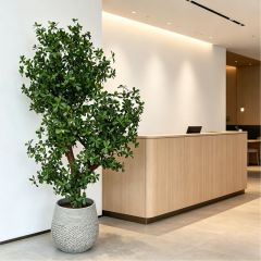Custom Design Realistic Evergreen Interior Decor Big Green Tree in Cement Pot,Custom Design Realistic Evergreen Interior Decor Big Green Tree in Cement Pot