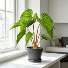 High Simulated Plastic Alocasia Table Decorations For Home,High Simulated Plastic Alocasia Table Decorations For Home