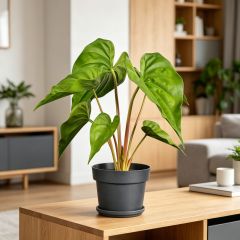 High Simulated Plastic Alocasia Table Decorations For Home,High Simulated Plastic Alocasia Table Decorations For Home