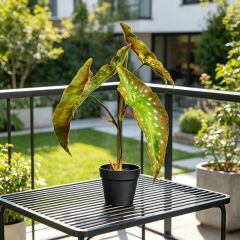 Nearly Natural Artificial Alocasia Potted Plants For Home Decor,Nearly Natural Artificial Alocasia Potted Plants For Home Decor