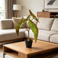 Nearly Natural Artificial Alocasia Potted Plants For Home Decor,Nearly Natural Artificial Alocasia Potted Plants For Home Decor