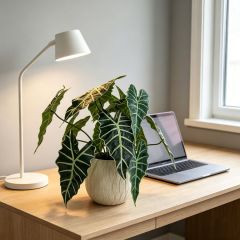 Premium Quality Realistic Artificial Alocasia Plants For Modern Home Decor,Premium Quality Realistic Artificial Alocasia Plants For Modern Home Decor