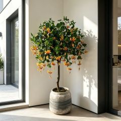 155CM Custom Design Decorative Artificial Wisteria Tree in Pot,155CM Custom Design Decorative Artificial Osmanthus tree in Pot