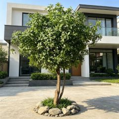 200CM Custom Design Creative Artificial Pieris japonica Floor tree for Interior Decor,Custom Design Creative Artificial Pieris japonica Floor tree for Interior Decor