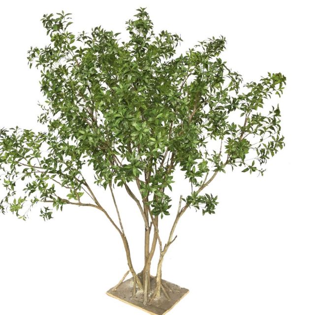 260CM Lifelike Faux Pieris Japonica Potted Tree for interior design,260CM Lifelike Faux Pieris Japonica Potted Tree for interior design