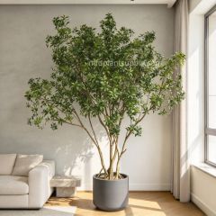260CM Lifelike Faux Pieris Japonica Potted Tree for interior design,260CM Lifelike Faux Pieris Japonica Potted Tree for interior design