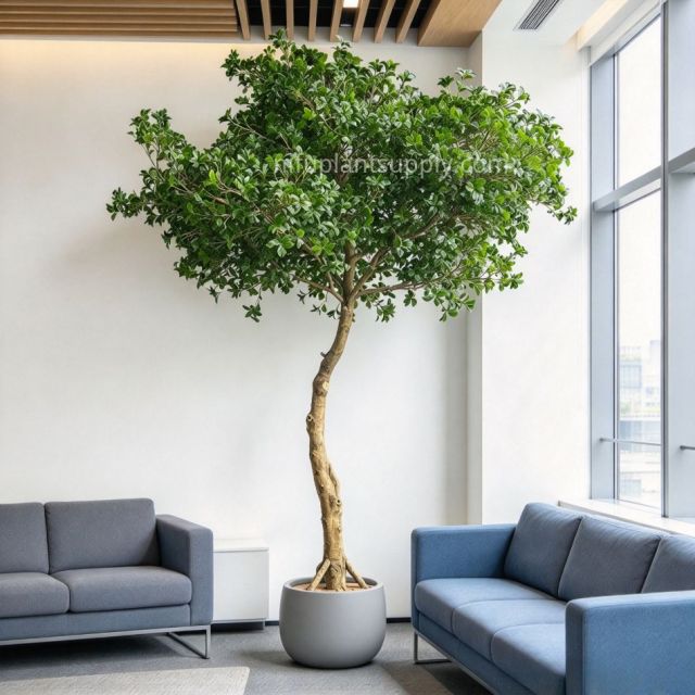 300CM Premium Quality Large Faux Banyan Potted Tree for Home Decor,300CM Premium Quality Large Faux Banyan Potted Tree for Home Decor