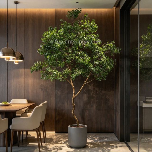 250CM Nearly Natural Large Artificial Ficus Tree Potted Tree for Indoor Decoration,250CM Nearly Natural Large Artificial Ficus Tree Potted Tree for Indoor Decoration