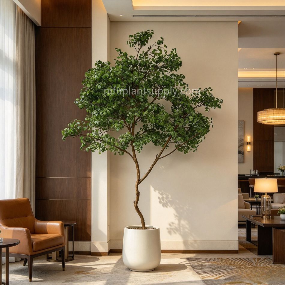 250CM Nearly Natural Large Artificial Ficus Tree Potted Tree for Indoor Decoration,250CM Nearly Natural Large Artificial Ficus Tree Potted Tree for Indoor Decoration