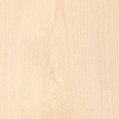 White Natural Birch Veneer Wood Texture