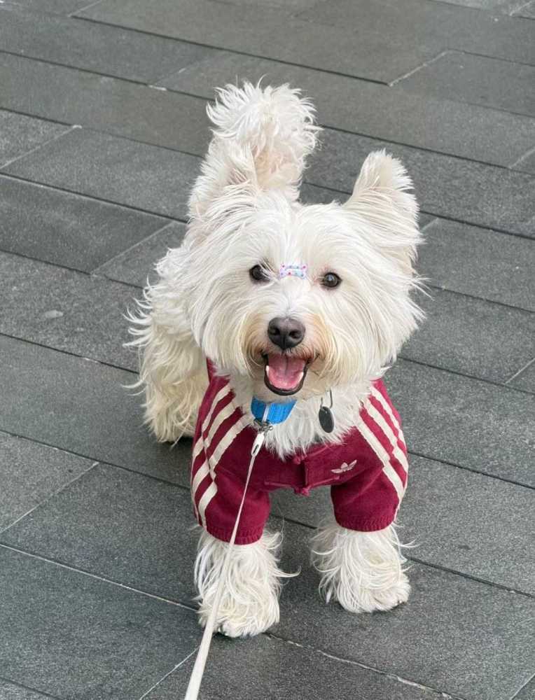AD originals (pet dog) red