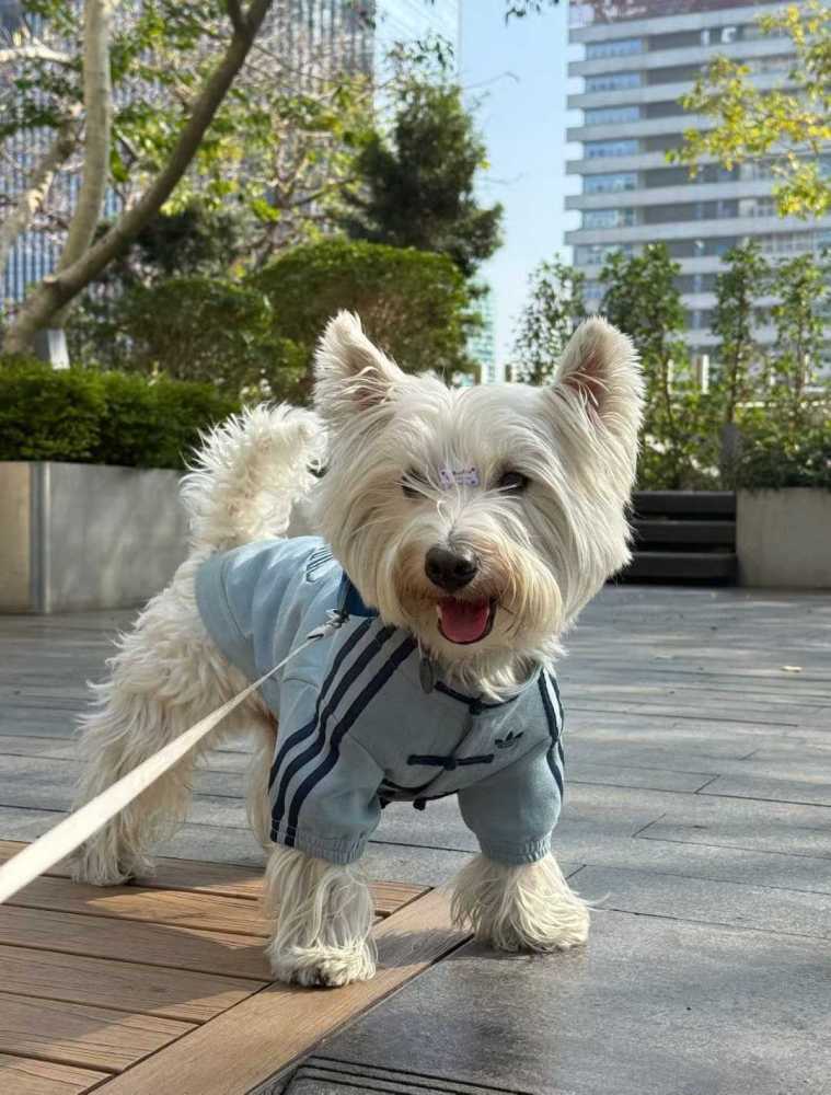 AD originals (pet dog) light blue
