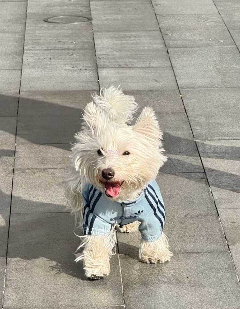 AD originals (pet dog) light blue