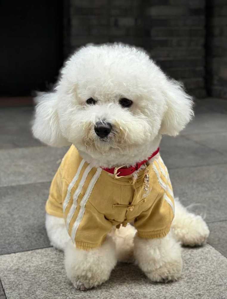AD originals (pet dog) yellow