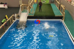 portable above ground durable Plato 0.9mm PVC Tarpaulin & Metal Frame 52 Inches deep dog swimming pools for dog training