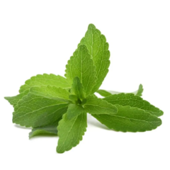 Stevia Manufacturer Supply Bulk Stevia 97%