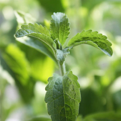 Stevia Manufacturer Supply Bulk Stevia 97%