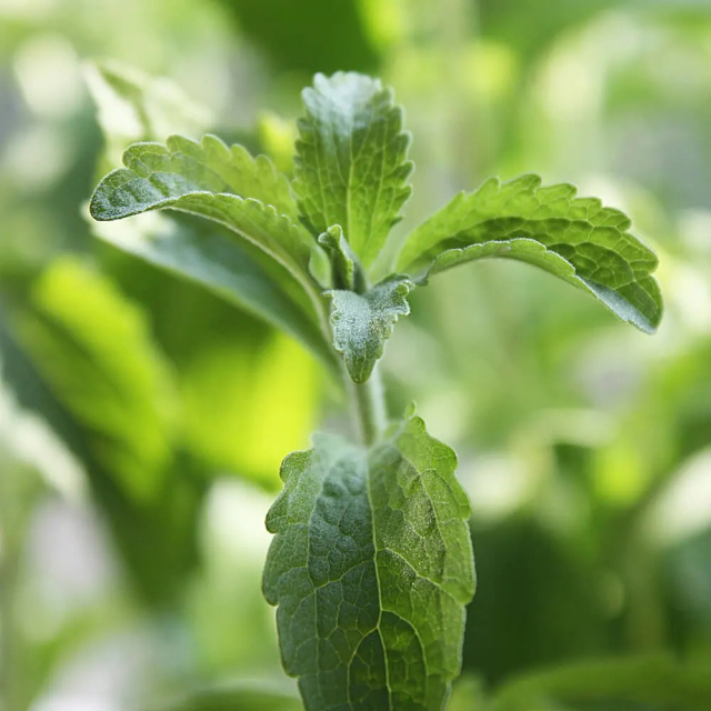 Stevia Manufacturer Supply Bulk Stevia 97%